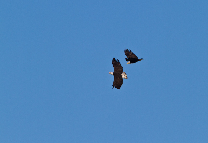 Bald Eagles In Flight